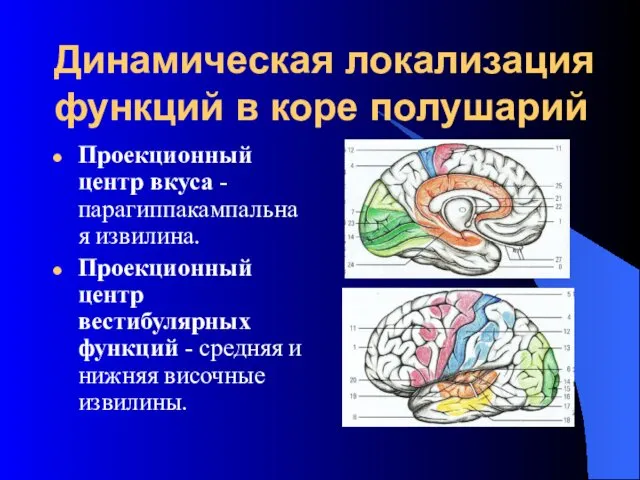 Динамическая локализация функций в коре полушарий Проекционный центр вкуса -