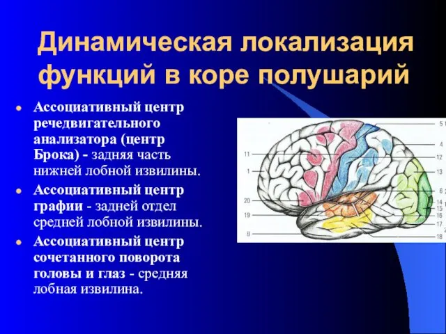 Динамическая локализация функций в коре полушарий Ассоциативный центр речедвигательного анализатора