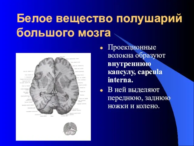 Белое вещество полушарий большого мозга Проекционные волокна образуют внутреннюю капсулу,