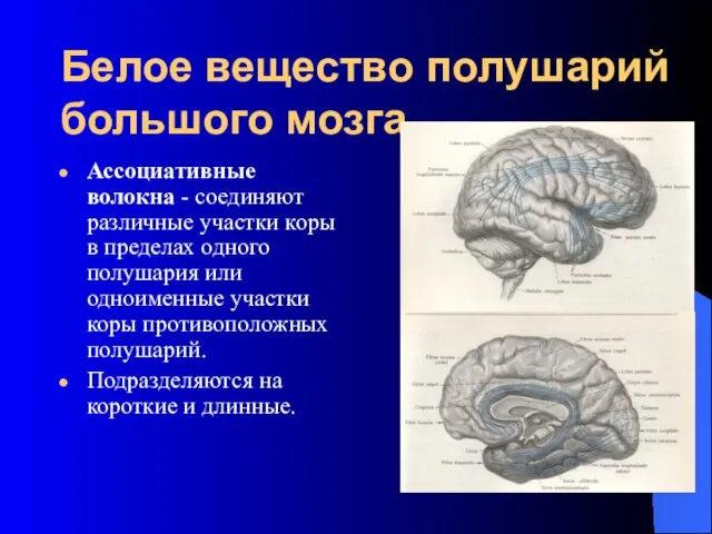 Белое вещество полушарий большого мозга Ассоциативные волокна - соединяют различные