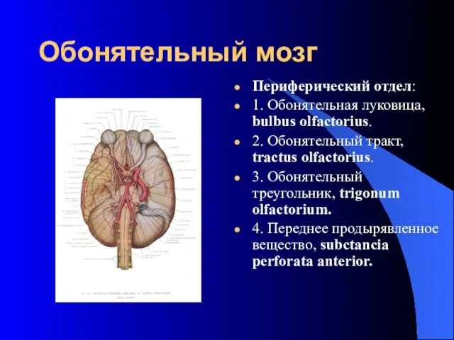 Обонятельный мозг Периферический отдел: 1. Обонятельная луковица, bulbus olfactorius. 2.