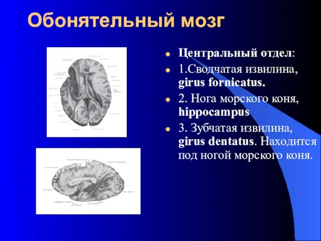 Обонятельный мозг Центральный отдел: 1.Сводчатая извилина, girus fornicatus. 2. Нога