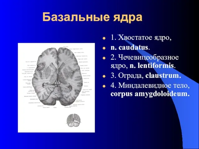 Базальные ядра 1. Хвостатое ядро, n. caudatus. 2. Чечевицеобразное ядро,