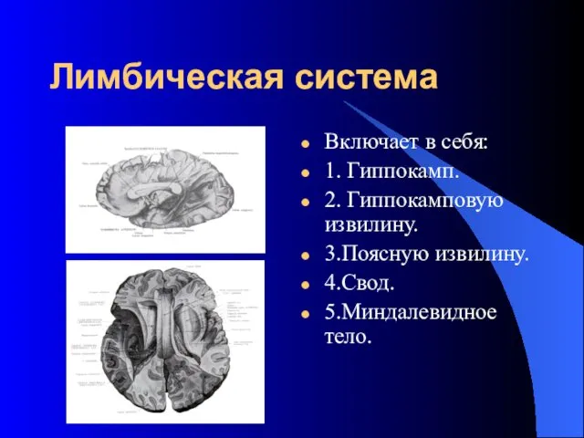 Лимбическая система Включает в себя: 1. Гиппокамп. 2. Гиппокамповую извилину. 3.Поясную извилину. 4.Свод. 5.Миндалевидное тело.