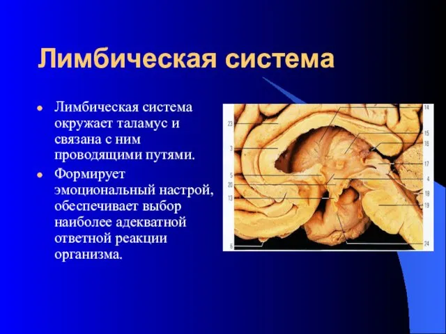 Лимбическая система Лимбическая система окружает таламус и связана с ним