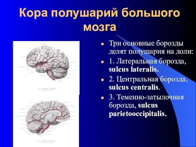 Кора полушарий большого мозга Три основные борозды делят полушария на