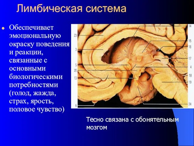 Лимбическая система Обеспечивает эмоциональную окраску поведения и реакции, связанные с