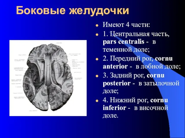 Боковые желудочки Имеют 4 части: 1. Центральная часть, pars centralis