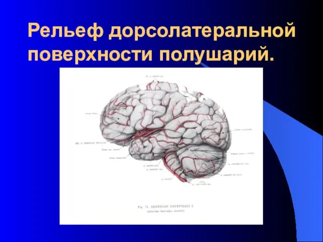 Рельеф дорсолатеральной поверхности полушарий.