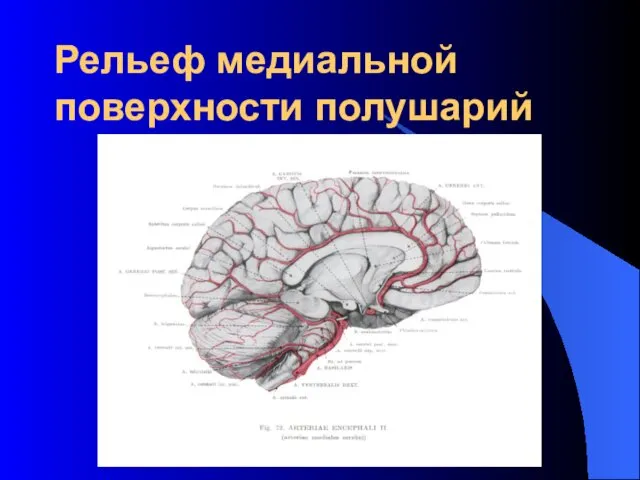 Рельеф медиальной поверхности полушарий