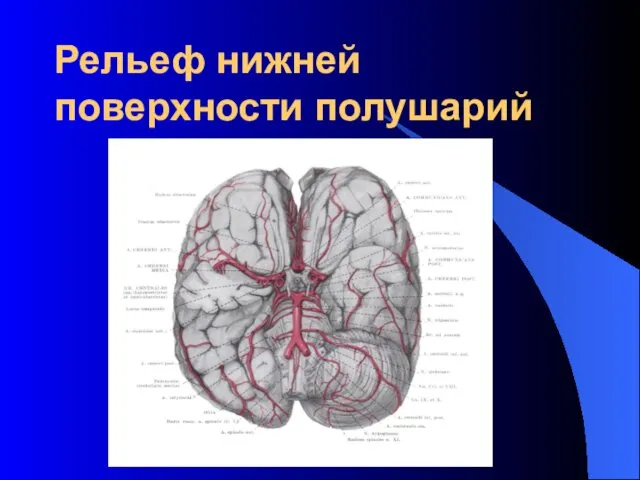 Рельеф нижней поверхности полушарий