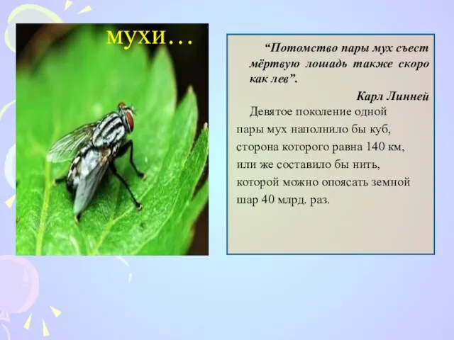 “Потомство пары мух съест мёртвую лошадь также скоро как лев”.