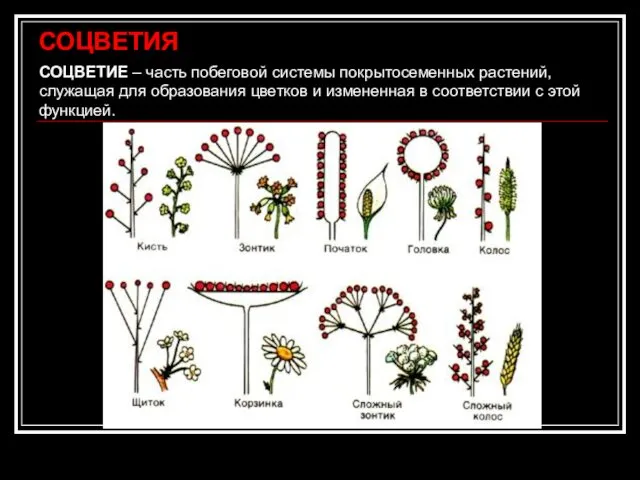 СОЦВЕТИЕ – часть побеговой системы покрытосеменных растений, служащая для образования
