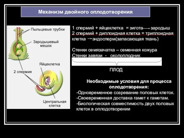 Механизм двойного оплодотворения 1 спермий + яйцеклетка = зигота зародыш