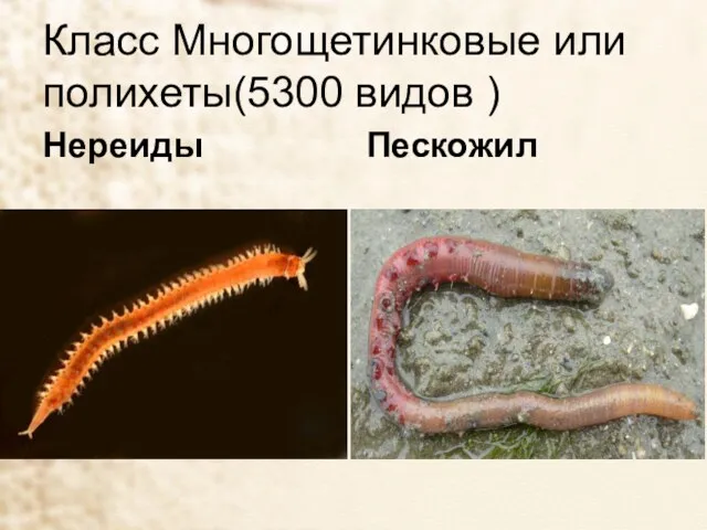 Класс Многощетинковые или полихеты(5300 видов ) Нереиды Пескожил