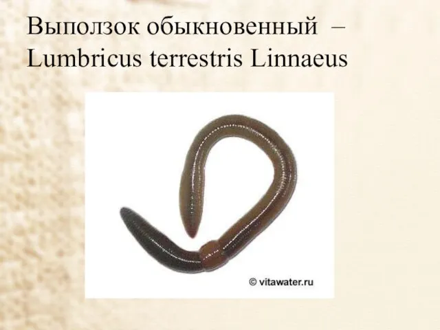 Выползок обыкновенный – Lumbricus terrestris Linnaeus