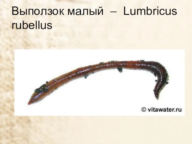 Выползок малый – Lumbricus rubellus