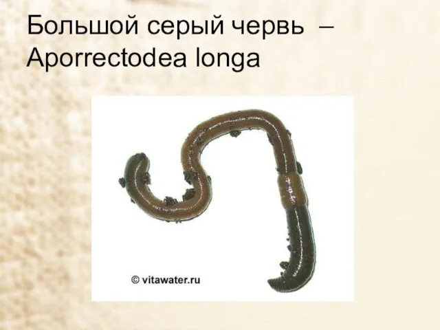 Большой серый червь – Aporrectodea longa