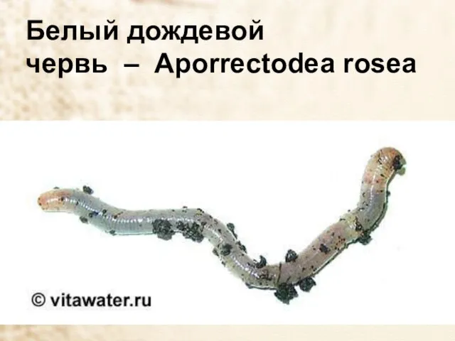 Белый дождевой червь – Aporrectodea rosea