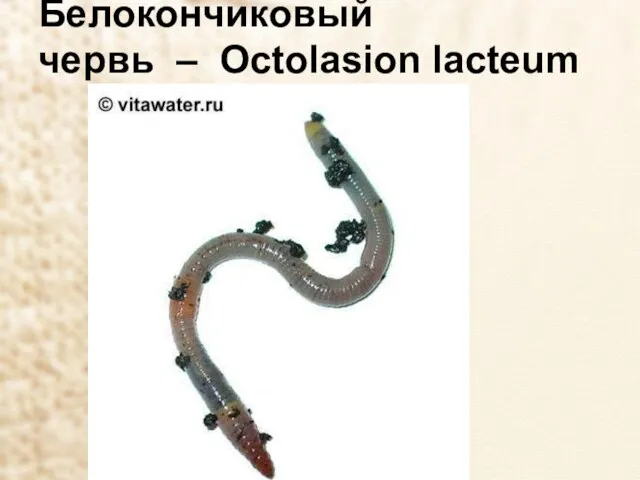 Белокончиковый червь – Octolasion lacteum