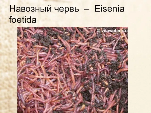 Навозный червь – Eisenia foetida