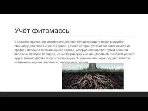 Учёт фитомассы У каждого спиленного модельного дерева господствующего яруса выделяют