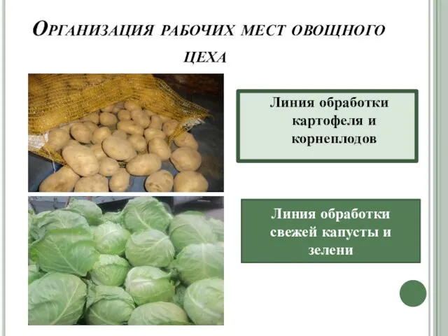 Организация рабочих мест овощного цеха Линия обработки картофеля и корнеплодов Линия обработки свежей капусты и зелени