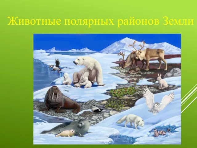 Животные полярных районов Земли