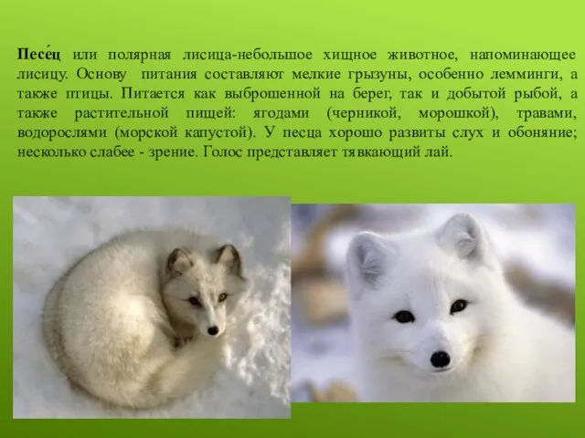 Песе́ц или полярная лисица-небольшое хищное животное, напоминающее лисицу. Основу питания