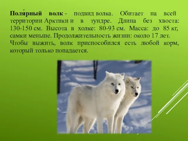 Поля́рный волк - подвид волка. Обитает на всей территории Арктики