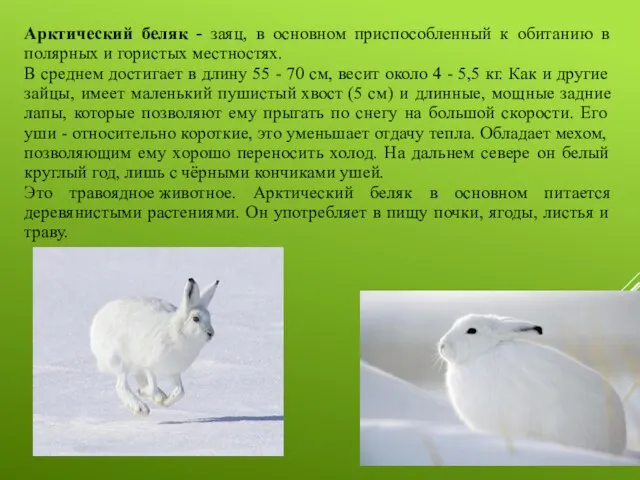 Арктический беляк - заяц, в основном приспособленный к обитанию в полярных и гористых