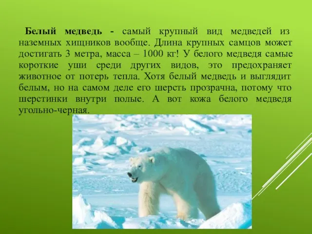 Белый медведь - самый крупный вид медведей из наземных хищников вообще. Длина крупных