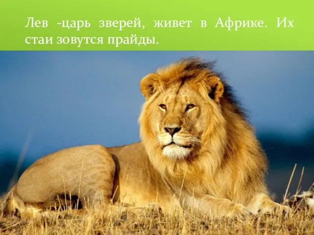 Лев -царь зверей, живет в Африке. Их стаи зовутся прайды.