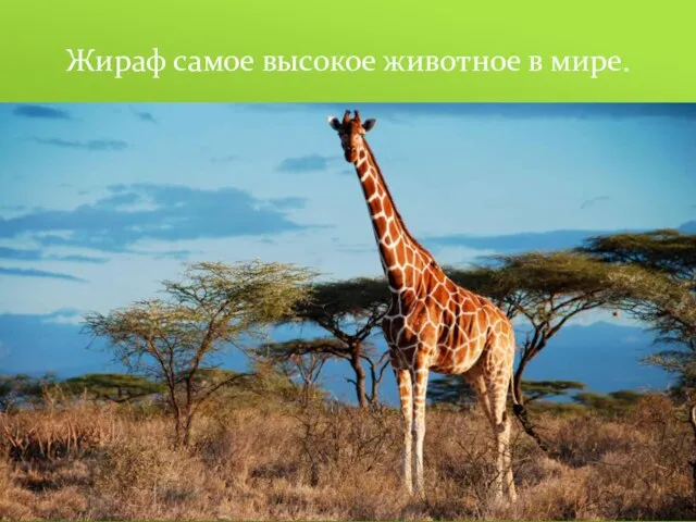 Жираф самое высокое животное в мире.