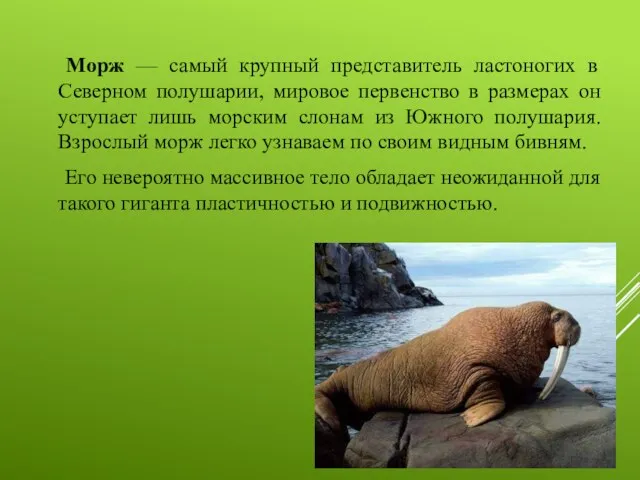 Морж — самый крупный представитель ластоногих в Северном полушарии, мировое первенство в размерах