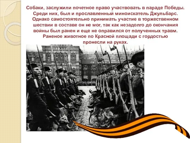 Собаки, заслужили почетное право участвовать в параде Победы. Среди них, был и прославленный