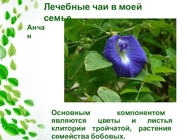 Основным компонентом являются цветы и листья клитории тройчатой, растения семейства