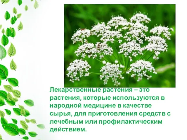 Лекарственные растения – это растения, которые используются в народной медицине