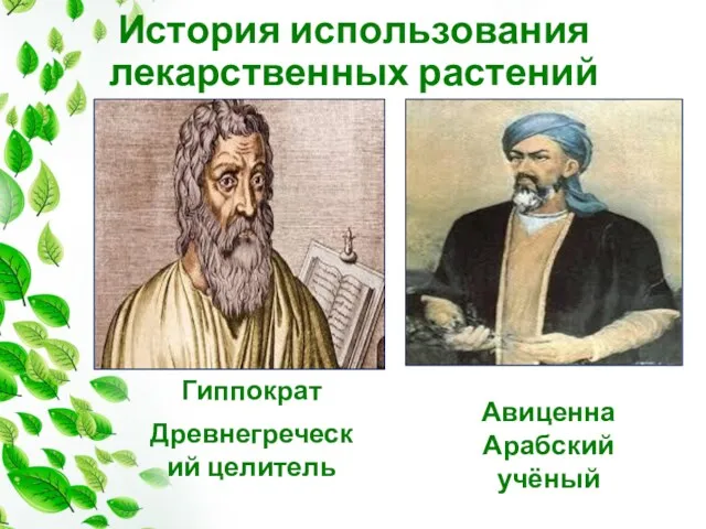 Авиценна Арабский учёный История использования лекарственных растений Гиппократ Древнегреческий целитель