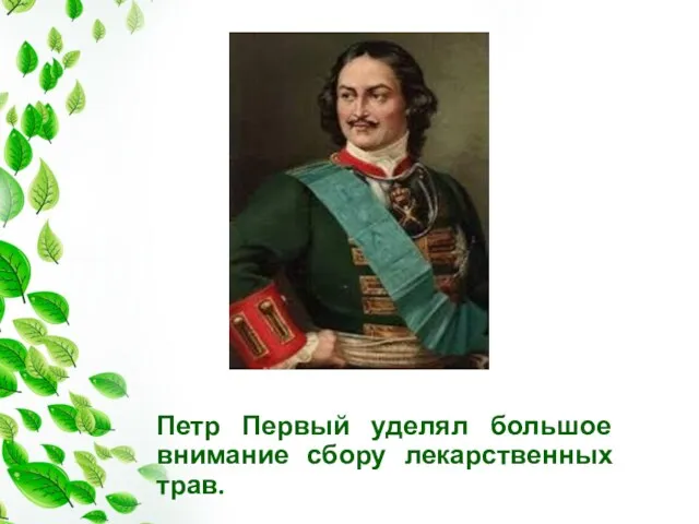 Петр Первый уделял большое внимание сбору лекарственных трав.