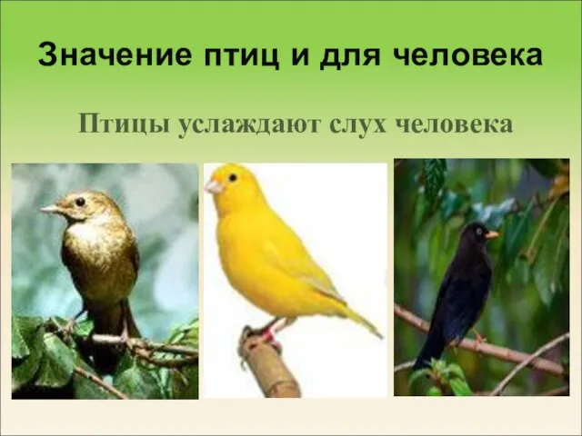 Значение птиц и для человека Птицы услаждают слух человека