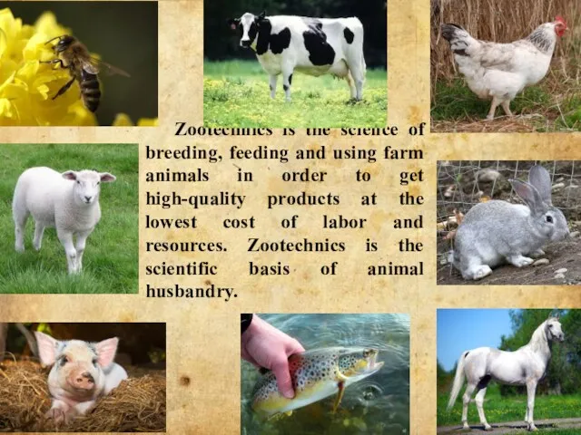 Zootechnics is the science of breeding, feeding and using farm