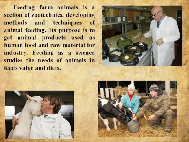 Feeding farm animals is a section of zootechnics, developing methods