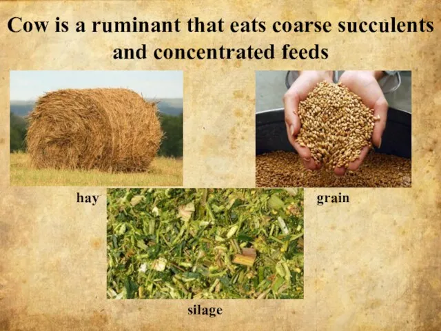 Сow is a ruminant that eats coarse succulents and concentrated feeds hay grain silage