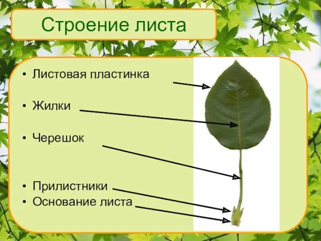 Листовая пластинка Жилки Черешок Прилистники Основание листа Строение листа