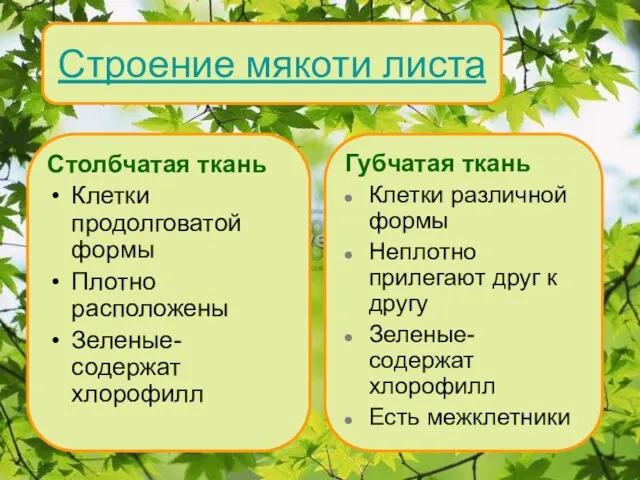 Строение мякоти листа Столбчатая ткань Клетки продолговатой формы Плотно расположены