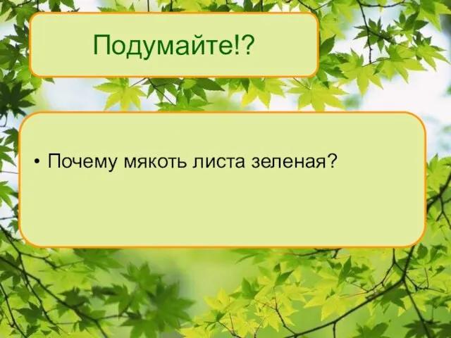 Подумайте!? Почему мякоть листа зеленая?