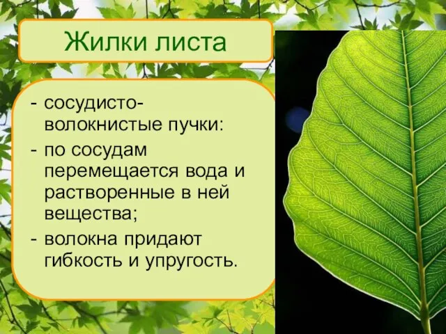 Жилки листа сосудисто- волокнистые пучки: по сосудам перемещается вода и