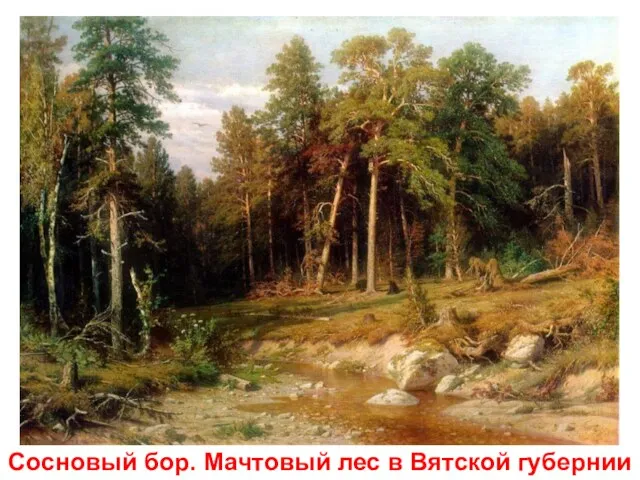 Сосновый бор. Мачтовый лес в Вятской губернии