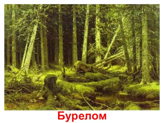 Бурелом